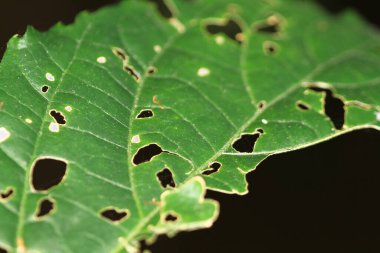 plant leaf,  green plant leaf, the nature concept