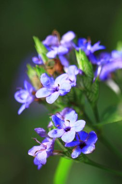 Blue flower with a dew drop. Beautiful blue nature background. Macro Shot of Magic Flowers.