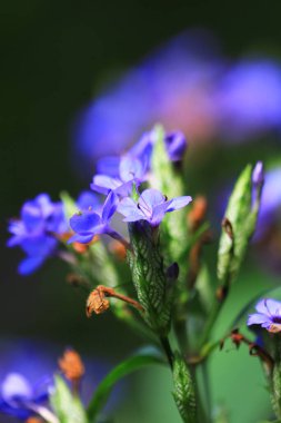 Blue flower with a dew drop. Beautiful blue nature background. Macro Shot of Magic Flowers.