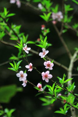 a Blooming pink flowers and peach trees in the orchard.
