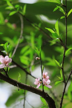 a Blooming pink flowers and peach trees in the orchard.