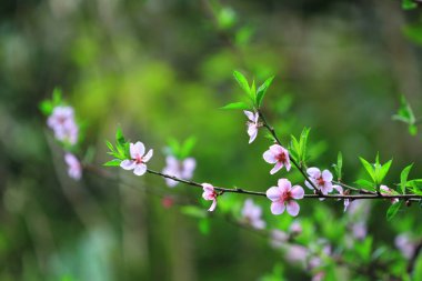 a Blooming pink flowers and peach trees in the orchard.