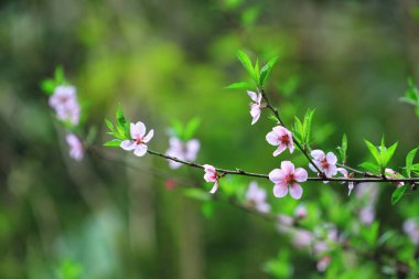a Blooming pink flowers and peach trees in the orchard.