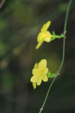 Bulanık arka planda sarı bahar çiçekleri. Bahar çiçekli ağaç