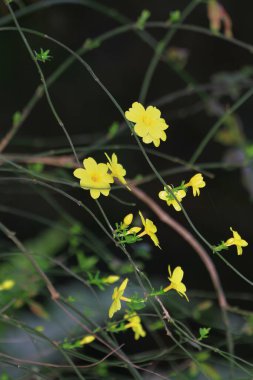 Bulanık arka planda sarı bahar çiçekleri. Bahar çiçekli ağaç