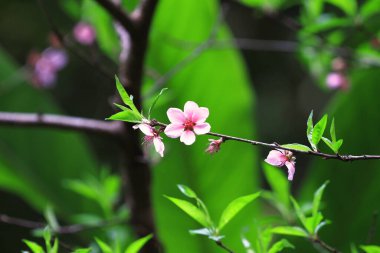 the Blooming pink flowers and peach trees in the orchard.