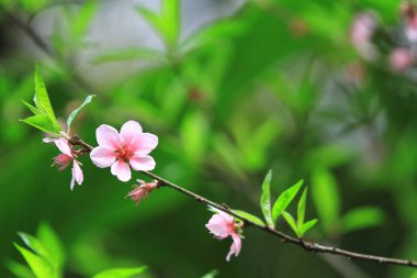 a Blooming pink flowers and peach trees in the orchard.