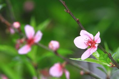 the Peach blossoms. Spring. Blooming natural background