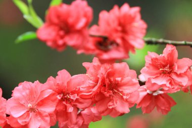 a Low Angle View Of Pink Cherry Blossoms In Spring