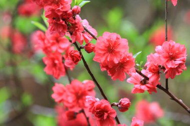 a Low Angle View Of Pink Cherry Blossoms In Spring