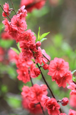 a Low Angle View Of Pink Cherry Blossoms In Spring