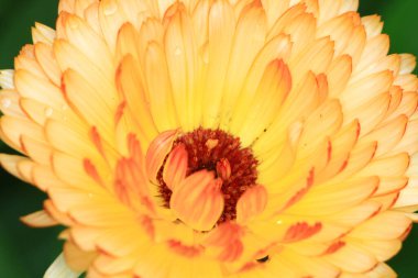 Sezon manzarasının arka planında papatya çiçekleri.