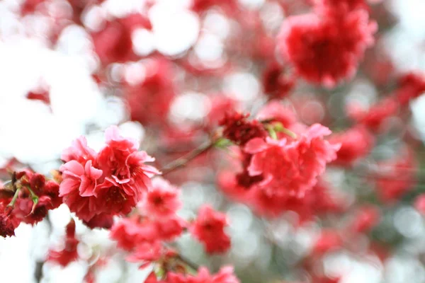 March 2011 Cherry Blossoms Full Bloom Cheung Chau — Photo