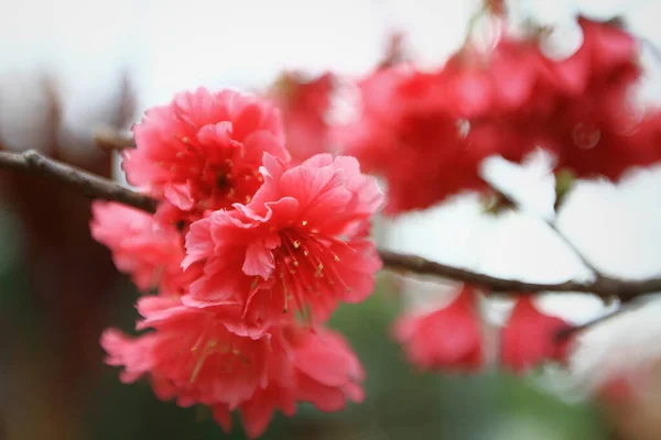 March 2011 Cherry Blossoms Full Bloom Cheung Chau — Zdjęcie stockowe