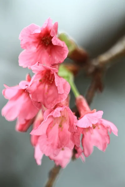 March 2011 Cherry Blossoms Full Bloom Cheung Chau — Zdjęcie stockowe
