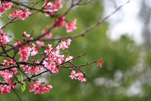 5 March 2011 the Cherry blossoms in full bloom at Cheung Chau