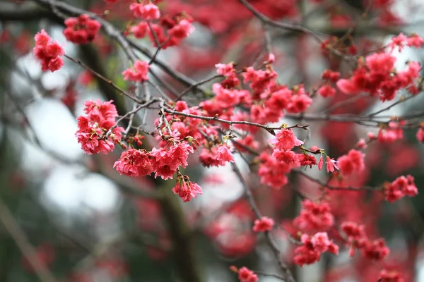 March 2011 Cherry Blossoms Full Bloom Cheung Chau — Stockfoto