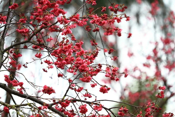 March 2011 Cherry Blossoms Full Bloom Cheung Chau — Stock Fotó