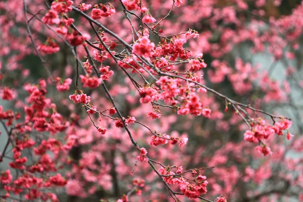 March 2011 Cherry Blossoms Full Bloom Cheung Chau — Stok fotoğraf