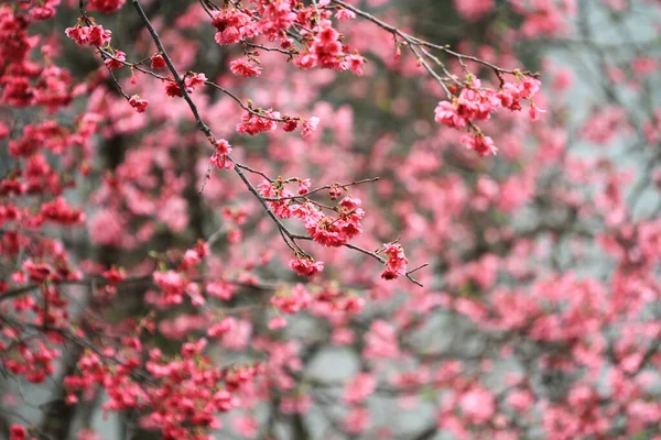 March 2011 Cherry Blossoms Full Bloom Cheung Chau — 스톡 사진