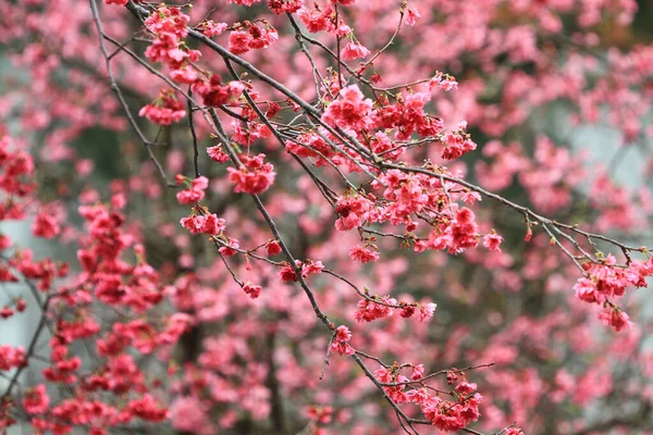 5 March 2011 the Cherry blossoms in full bloom at Cheung Chau