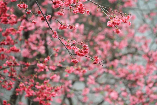 5 March 2011 the Cherry blossoms in full bloom at Cheung Chau