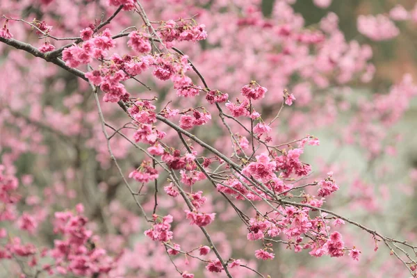 5 March 2011 the Cherry blossoms in full bloom at Cheung Chau