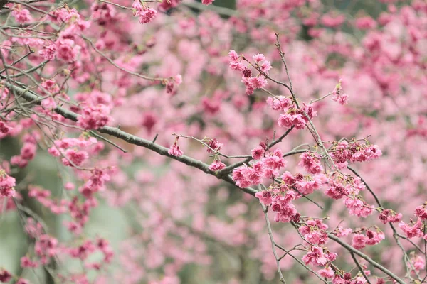 March 2011 Cherry Blossoms Full Bloom Cheung Chau — Fotografie, imagine de stoc