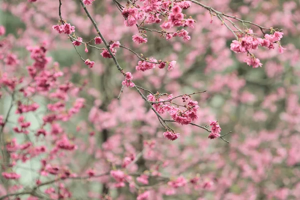 March 2011 Cherry Blossoms Full Bloom Cheung Chau — Stockfoto