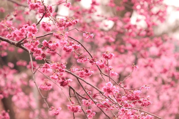 March 2011 Cherry Blossoms Full Bloom Cheung Chau — Stock Photo, Image
