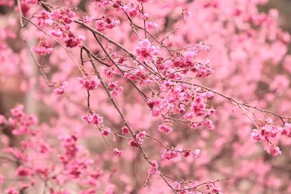 5 March 2011 the Cherry blossoms in full bloom at Cheung Chau