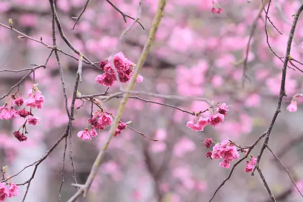 March 2011 Cherry Blossoms Full Bloom Cheung Chau — Stockfoto