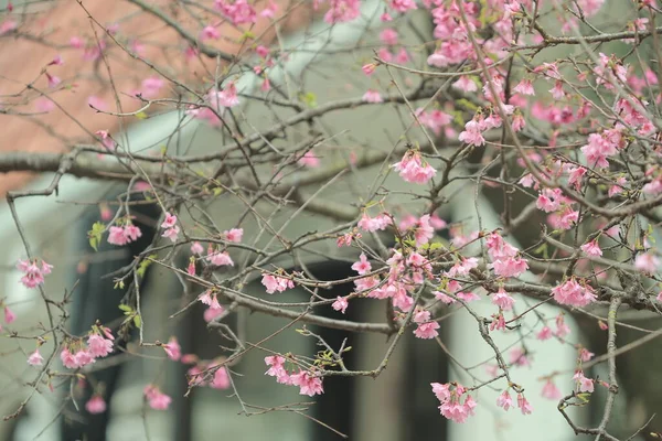 March 2011 Cherry Blossoms Full Bloom Cheung Chau — Fotografia de Stock