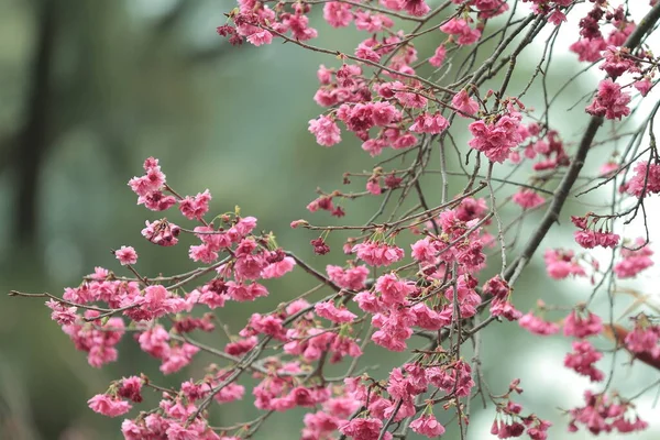 5 March 2011 the Cherry blossoms in full bloom at Cheung Chau