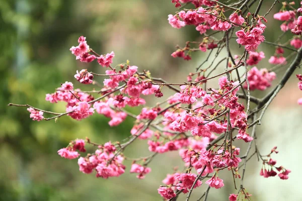 5 March 2011 the Cherry blossoms in full bloom at Cheung Chau