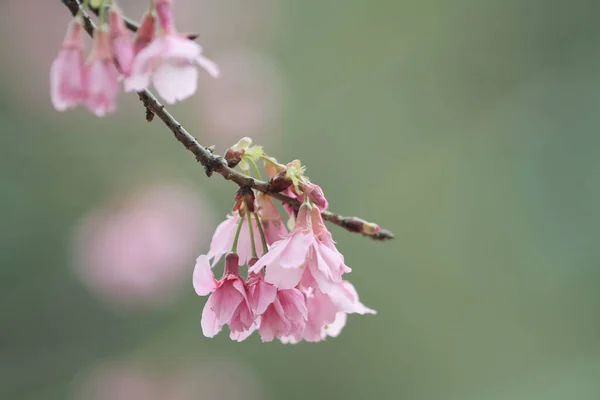 March 2011 Cherry Blossoms Full Bloom Cheung Chau — Stock Photo, Image