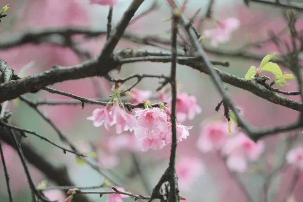 March 2011 Cherry Blossoms Full Bloom Cheung Chau — Stock Photo, Image