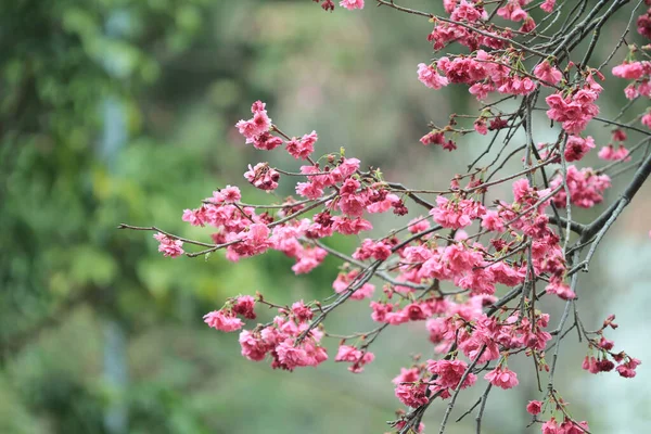 March 2011 Cherry Blossoms Full Bloom Cheung Chau — Zdjęcie stockowe