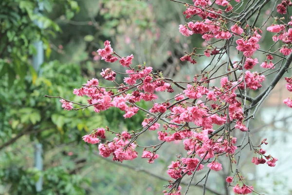 March 2011 Cherry Blossoms Full Bloom Cheung Chau — Stockfoto