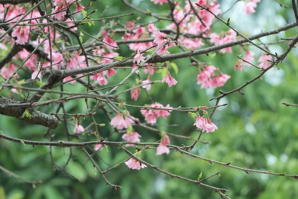 March 2011 Cherry Blossoms Full Bloom Cheung Chau — Stock fotografie