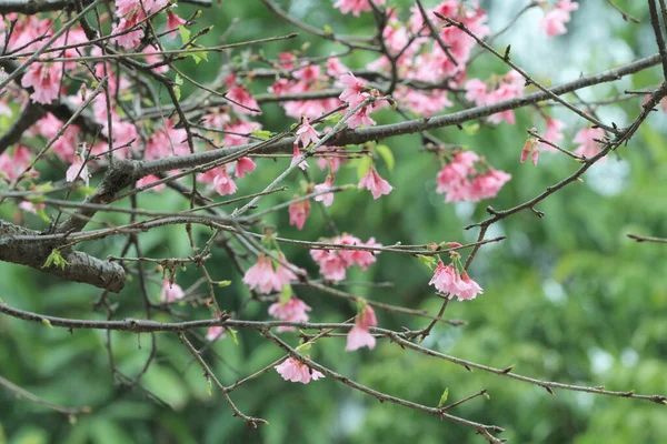 March 2011 Cherry Blossoms Full Bloom Cheung Chau — Photo