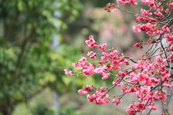 March 2011 Cherry Blossoms Full Bloom Cheung Chau — Stock fotografie