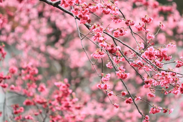 March 2011 Cherry Blossoms Full Bloom Cheung Chau — Stock Fotó