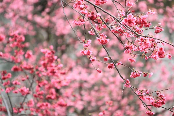 March 2011 Cherry Blossoms Full Bloom Cheung Chau — 图库照片