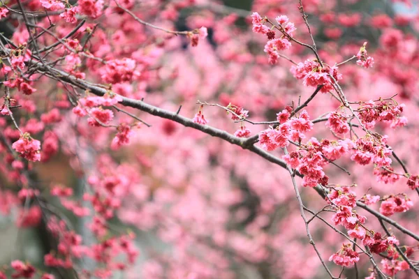 March 2011 Cherry Blossoms Full Bloom Cheung Chau — 图库照片