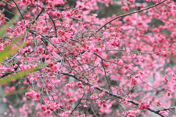 5 March 2011 the Cherry blossoms in full bloom at Cheung Chau
