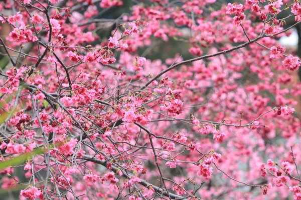 March 2011 Cherry Blossoms Full Bloom Cheung Chau — 图库照片