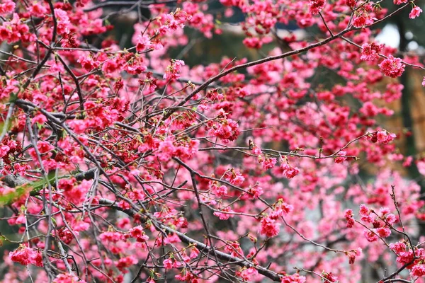 March 2011 Cherry Blossoms Full Bloom Cheung Chau — Stockfoto