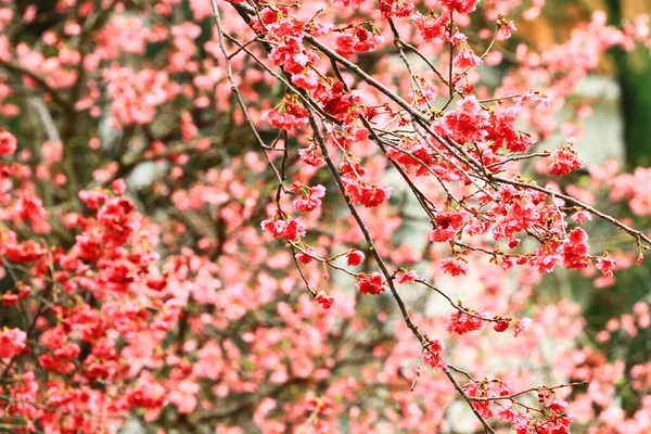 5 March 2011 the Cherry blossoms in full bloom at Cheung Chau