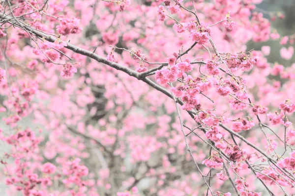 March 2011 Cherry Blossoms Full Bloom Cheung Chau — 图库照片